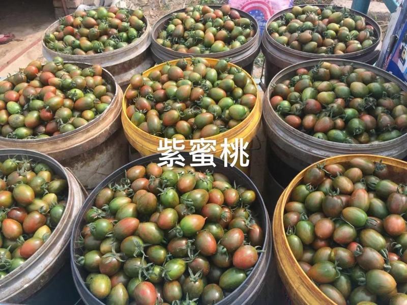 小番茄苗迷彩小番茄苗，抗病毒迷彩，迷彩圣女果，紫蜜桃