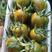 小番茄苗迷彩小番茄苗，抗病毒迷彩，迷彩圣女果，紫蜜桃