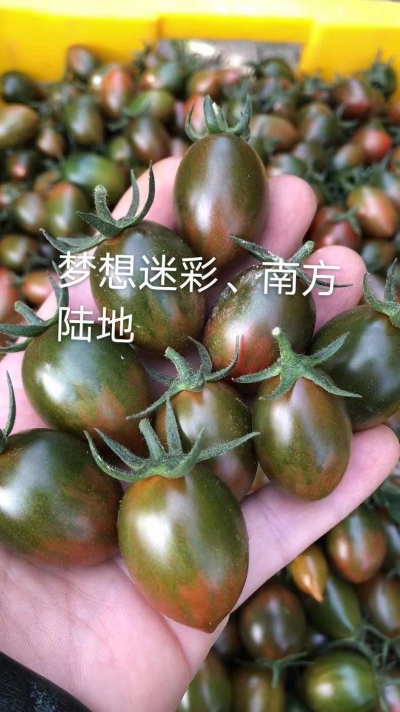 小番茄苗迷彩小番茄苗，抗病毒迷彩，迷彩圣女果，紫蜜桃