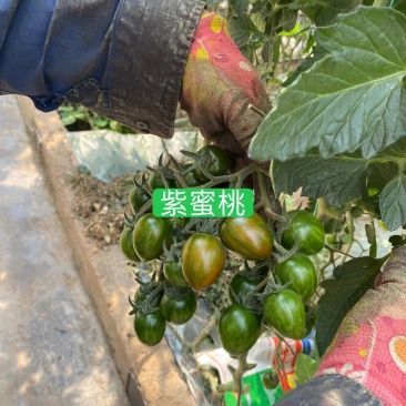 小番茄苗迷彩小番茄苗,抗病毒迷彩,迷彩圣女果,紫蜜桃
