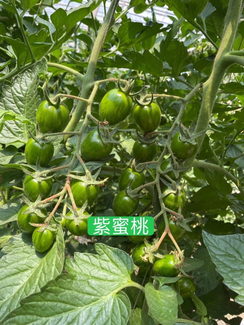 小番茄苗迷彩小番茄苗，抗病毒迷彩，迷彩圣女果，紫蜜桃