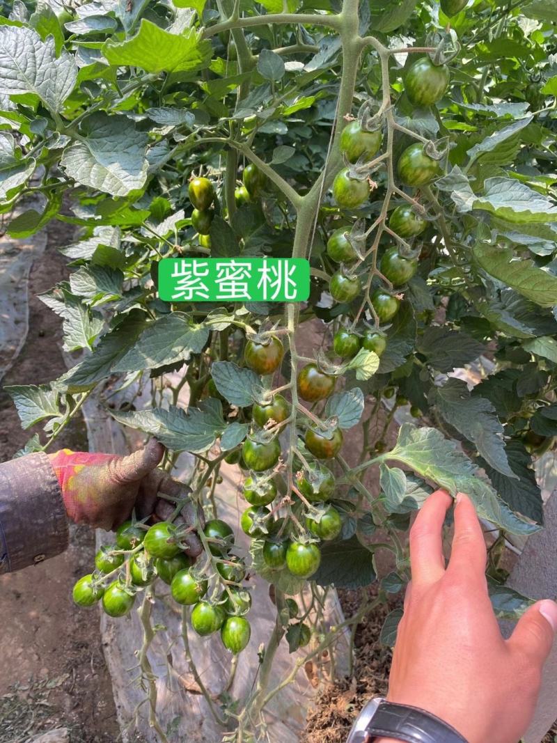 小番茄苗迷彩小番茄苗，抗病毒迷彩，迷彩圣女果，紫蜜桃