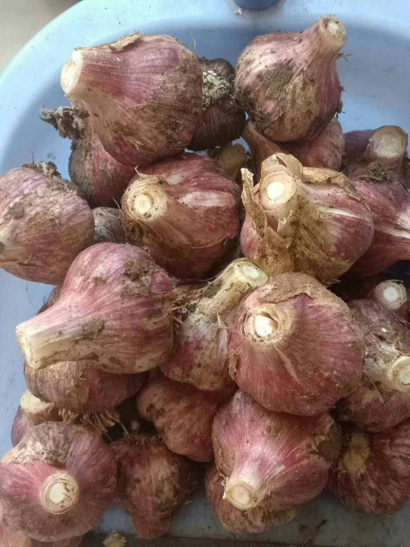 云南紫皮白蒜，小红蒜，