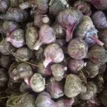 云南紫皮白蒜，小红蒜，