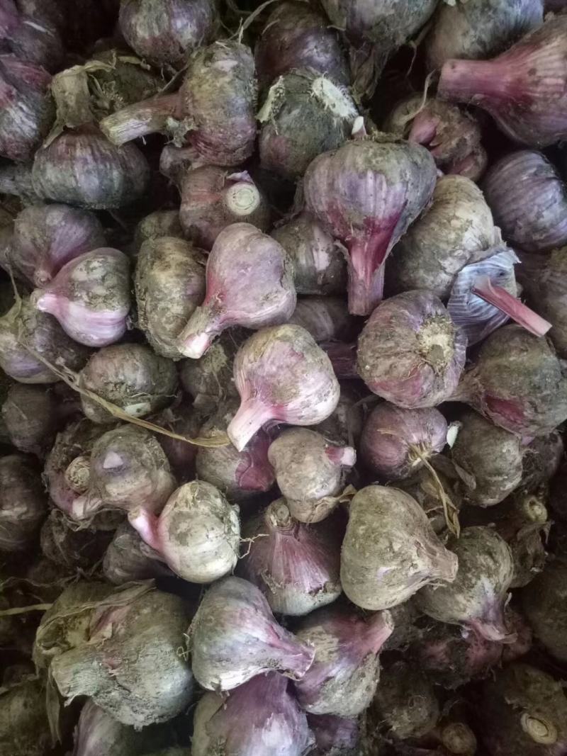 云南紫皮白蒜，小红蒜，