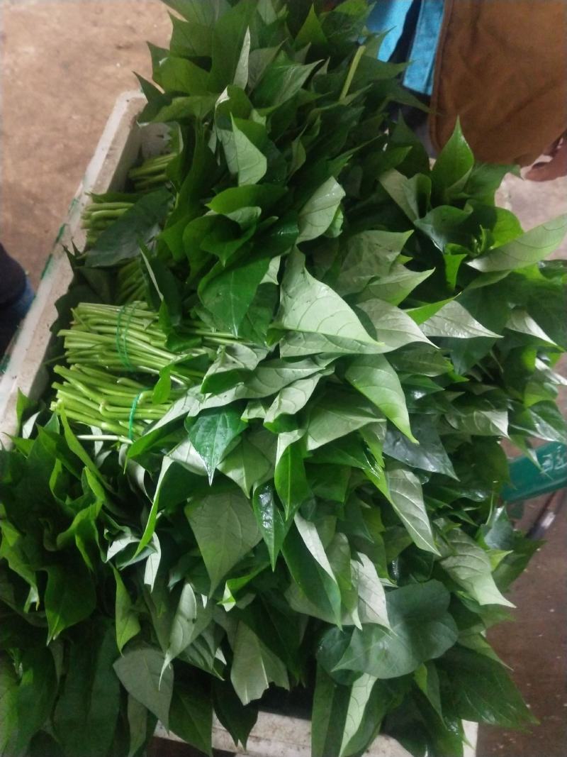 广东省徐闻县精品薯尖