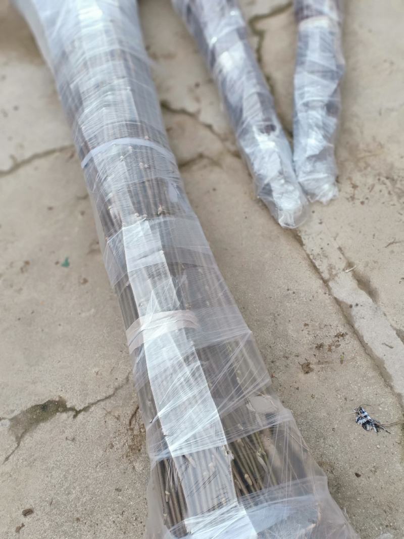 红玉兰，娇红一号，基地苗子，一手货