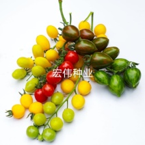圣女果苗特色番茄苗，贝贝系列小番茄苗，各种颜色番茄苗。