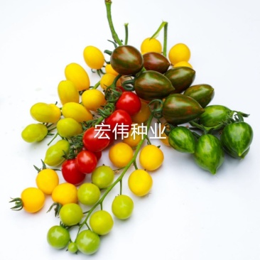 圣女果苗特色番茄苗，贝贝系列小番茄苗，各种颜色番茄苗。