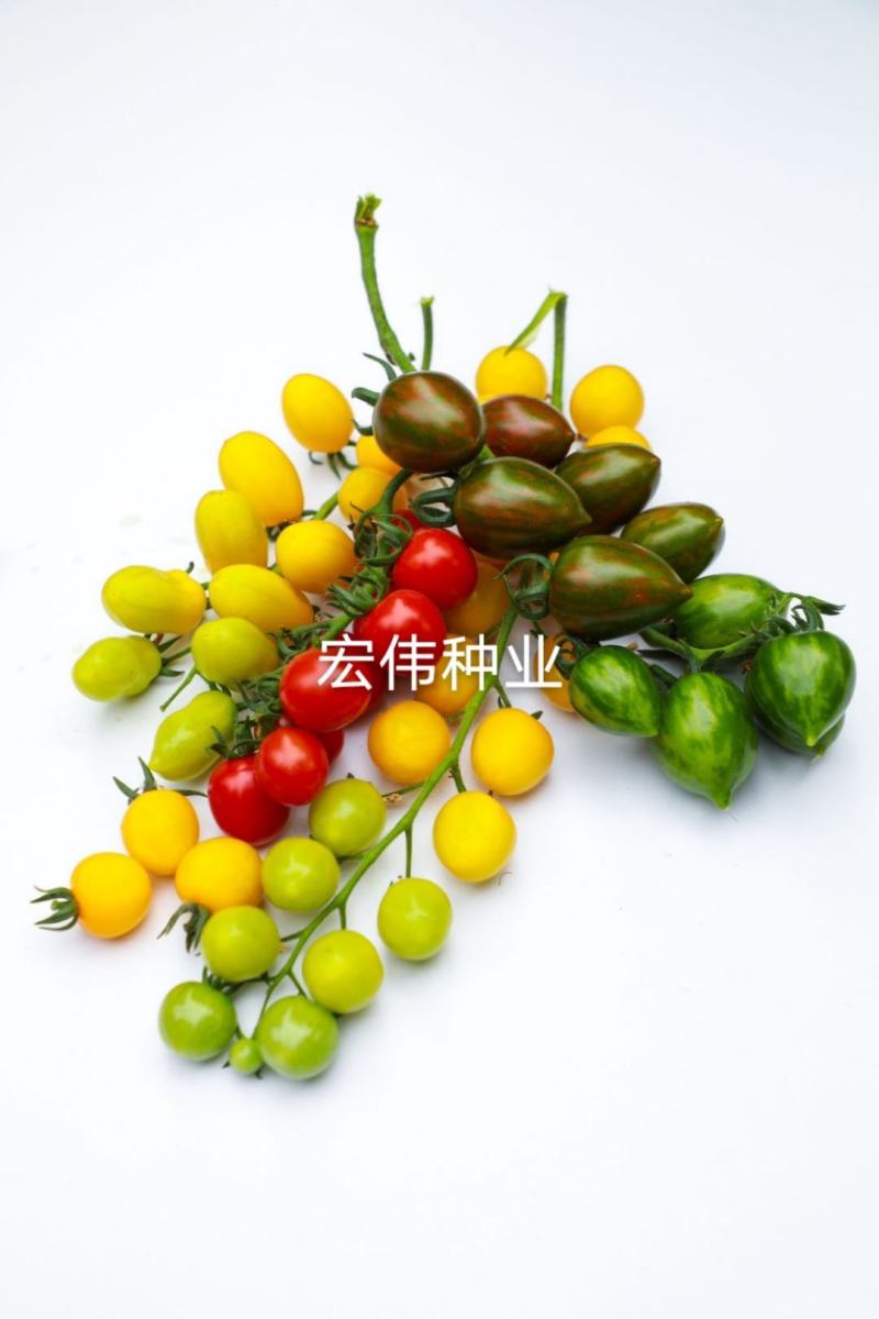 圣女果苗特色番茄苗，贝贝系列小番茄苗，各种颜色番茄苗。
