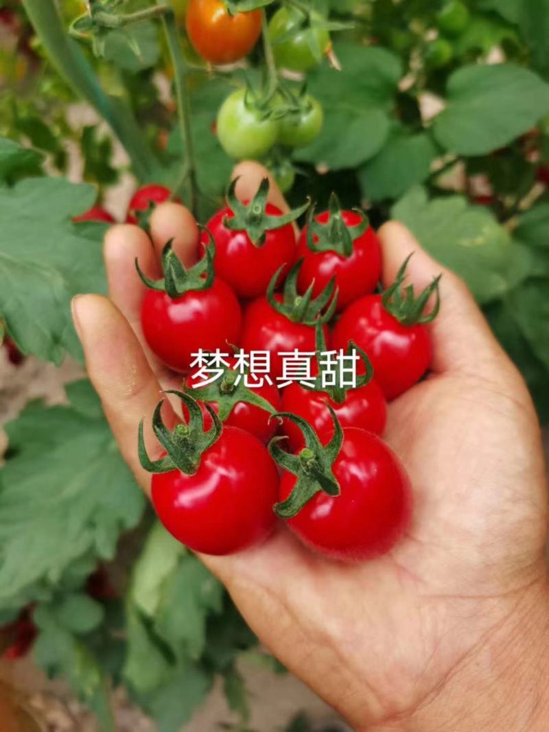 圣女果苗特色番茄苗，贝贝系列小番茄苗，各种颜色番茄苗。