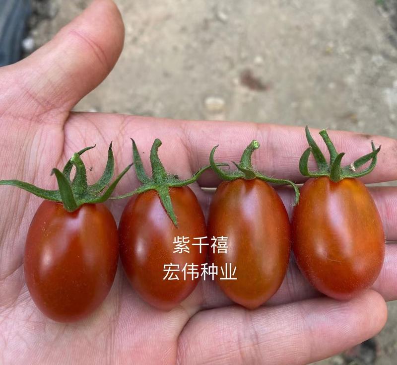 圣女果苗特色番茄苗，贝贝系列小番茄苗，各种颜色番茄苗。