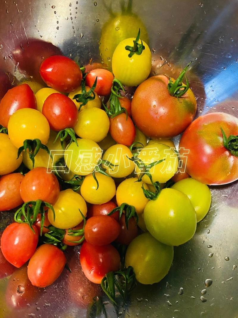 圣女果苗特色番茄苗，贝贝系列小番茄苗，各种颜色番茄苗。