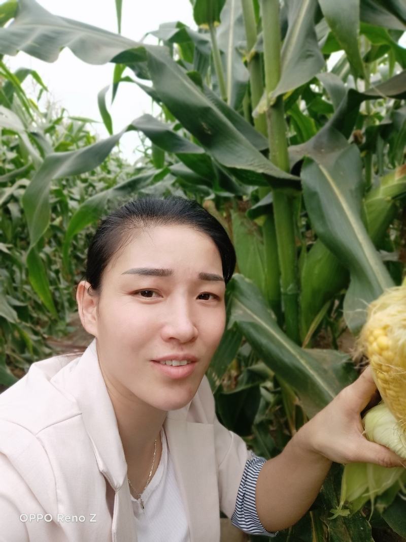 甜玉米，要的请联系我