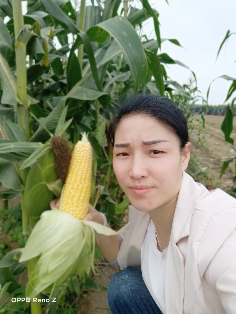 甜玉米，要的请联系我