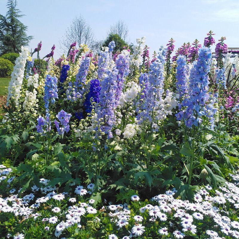 四季庭院大花飞燕草花卉种子多年生室外易种活花草植物开花不