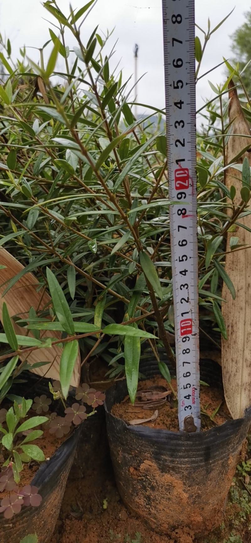 木犀榄杯苗，一级木犀榄杯苗。