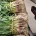 优质红根掐头直根蒜苗大量上市