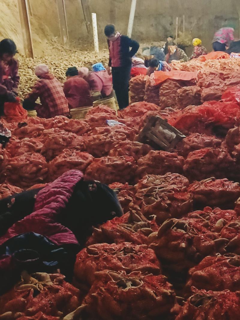商薯19红薯苗25~35cm