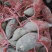 商薯19红薯苗25~35cm