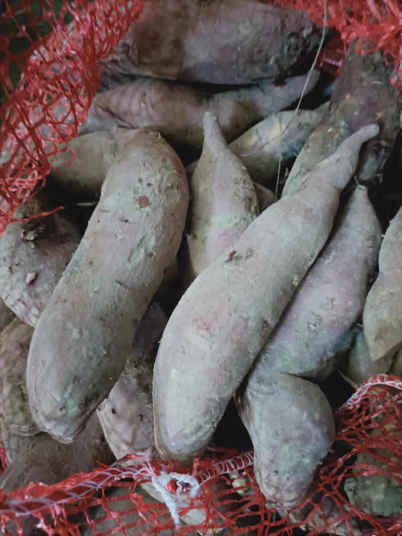 商薯19红薯苗25~35cm