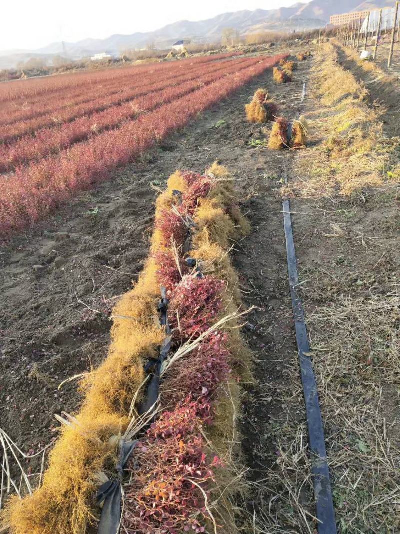紫叶小檗小苗紫叶小檗当年苗紫叶小檗苗现货发货