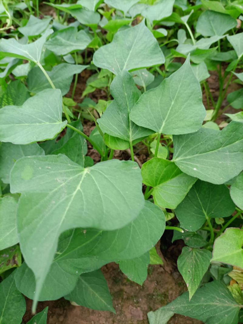 龙薯九号红薯苗25~35cm冷棚苗，大田苗，1万棵以上