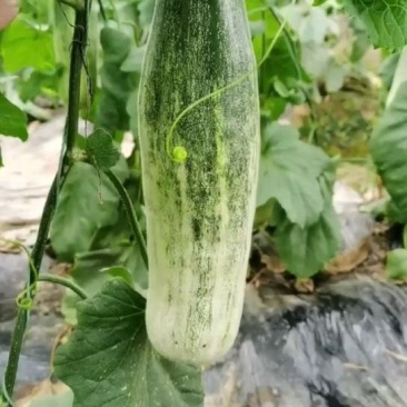 羊角蜜：薄皮甜瓜、自然成熟、香甜清脆