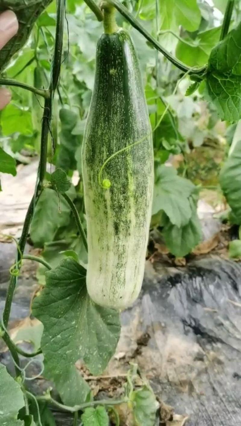 羊角蜜：薄皮甜瓜、自然成熟、香甜清脆