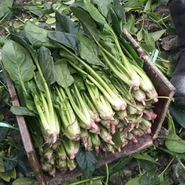 黑菠菜基地直供支持视频验货