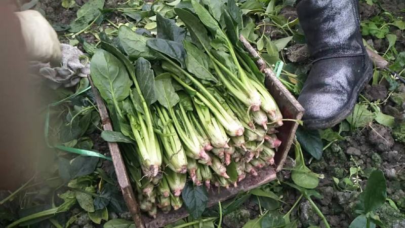 黑菠菜基地直供支持视频验货