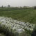 黑菠菜基地直供支持视频验货