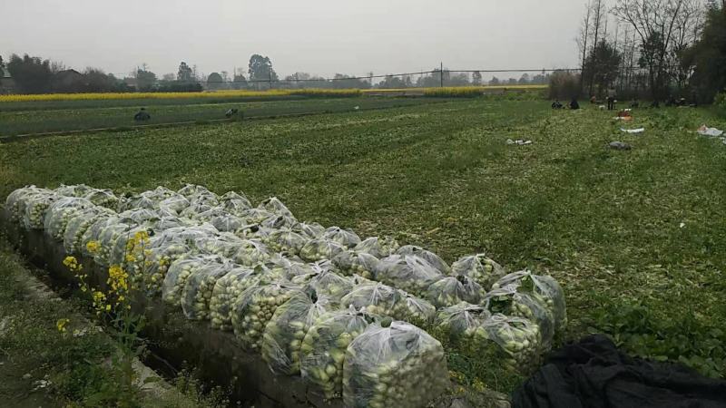 黑菠菜基地直供支持视频验货