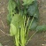 黑菠菜基地直供支持视频验货
