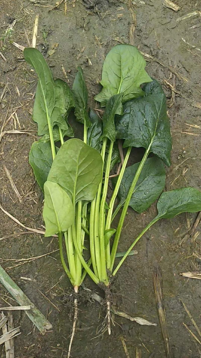 黑菠菜基地直供支持视频验货