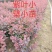 紫叶小檗小苗紫叶小檗当年苗紫叶小檗苗现货发货