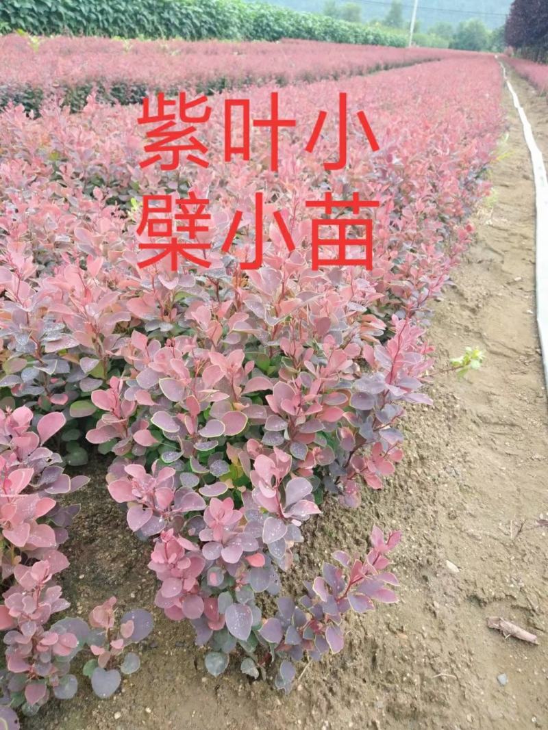 紫叶小檗小苗紫叶小檗当年苗紫叶小檗苗现货发货
