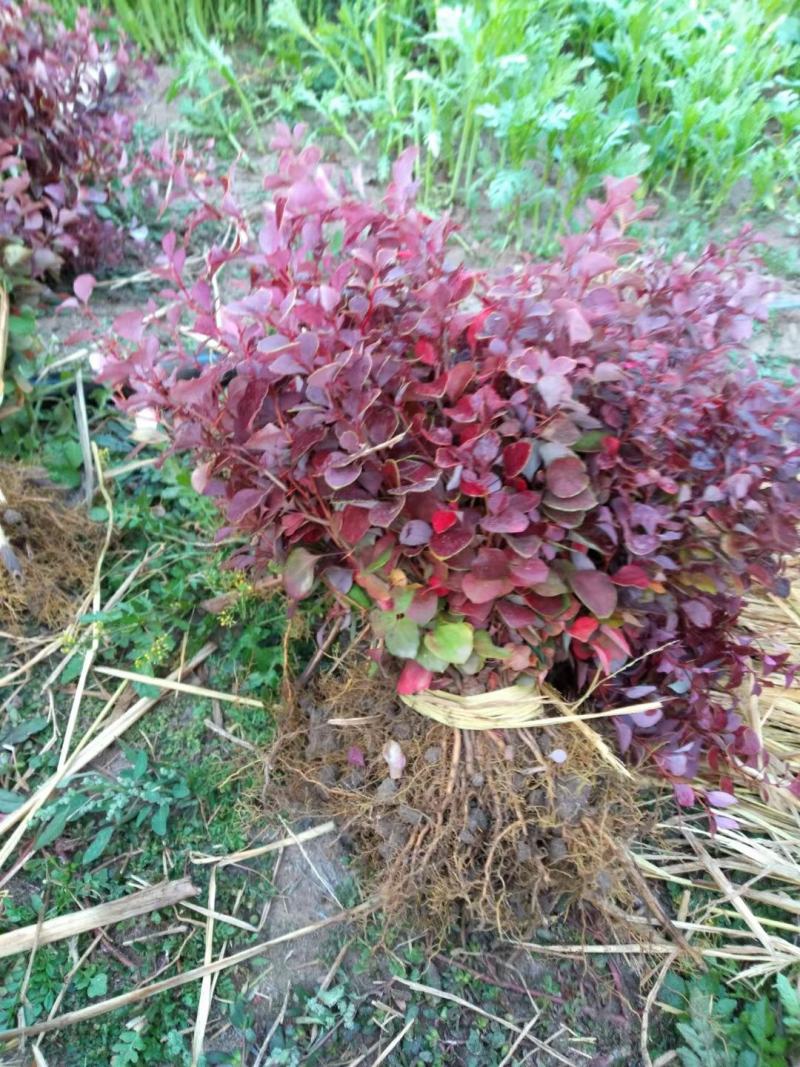紫叶小檗小苗紫叶小檗当年苗紫叶小檗苗现货发货