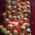 包浆豆腐生产批发欢迎订购