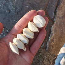 包浆豆腐生产批发欢迎订购