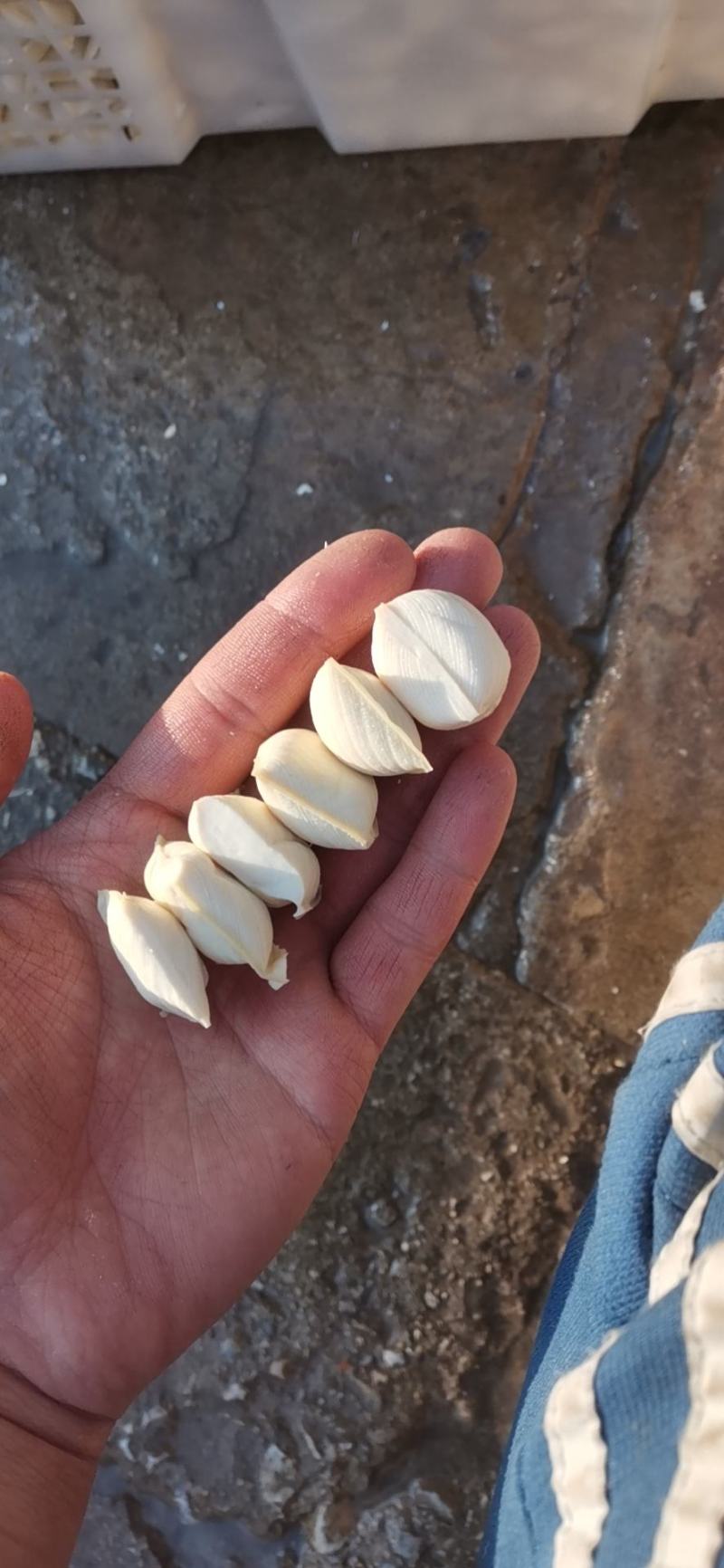 包浆豆腐生产批发欢迎订购