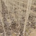 郓城县舜盛苗木有限公司杜仲苗