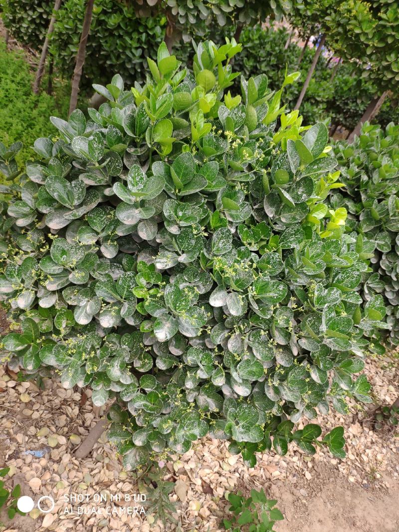 北海道独杆球精品球