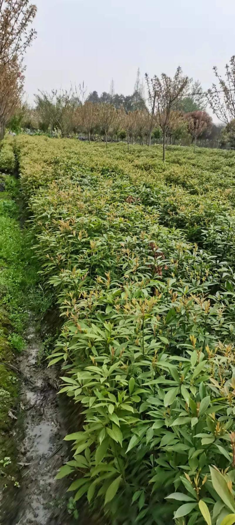 桢楠地苗，杯苗量大，四川省成都市