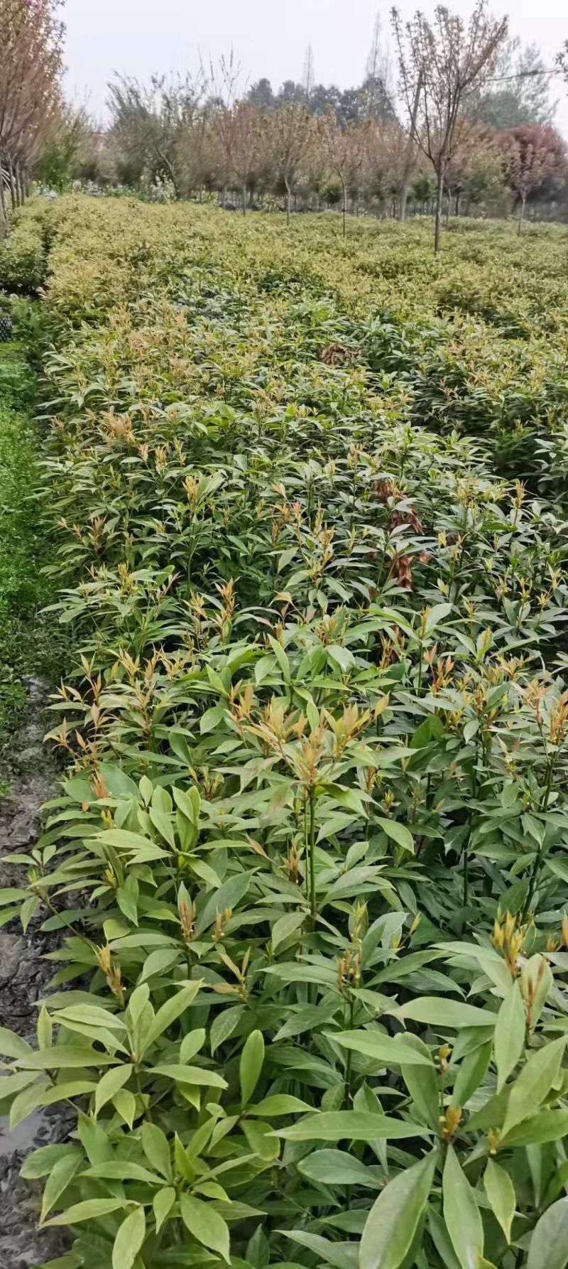 桢楠地苗，杯苗量大，四川省成都市