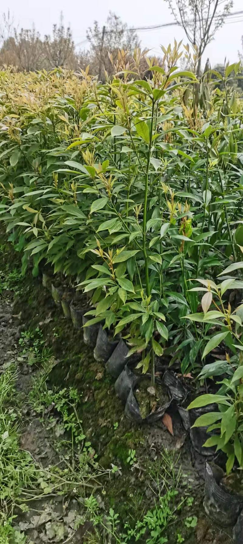 桢楠地苗，杯苗量大，四川省成都市