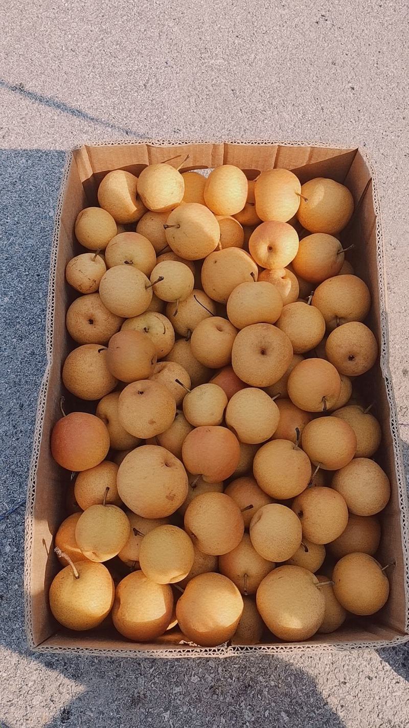 南果梨海城库存大量有货