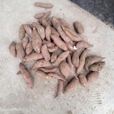商薯19。红皮白心，出售