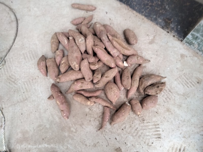 商薯19。红皮白心，出售
