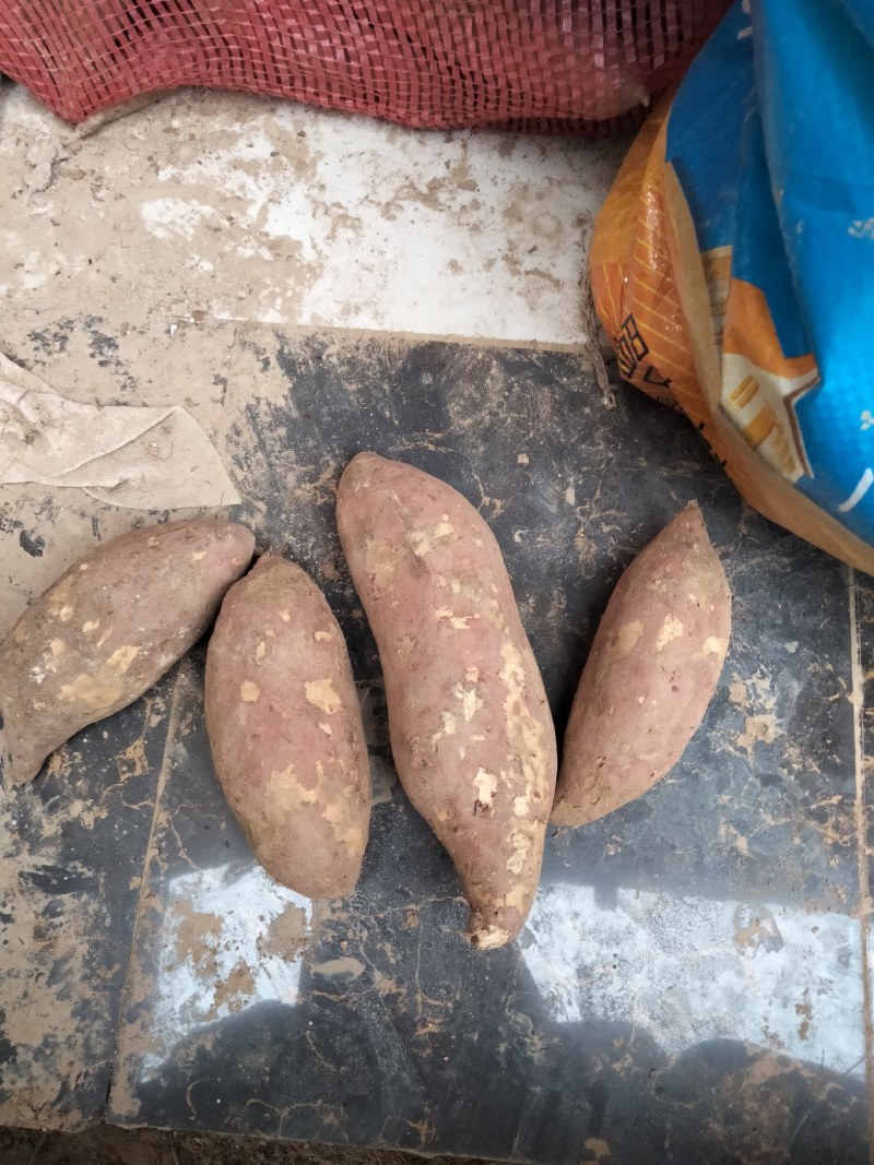 商薯19。红皮白心，出售